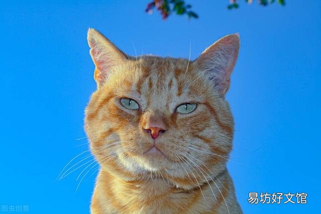 科学喂养猫一天几顿(猫需要一天喂几顿)