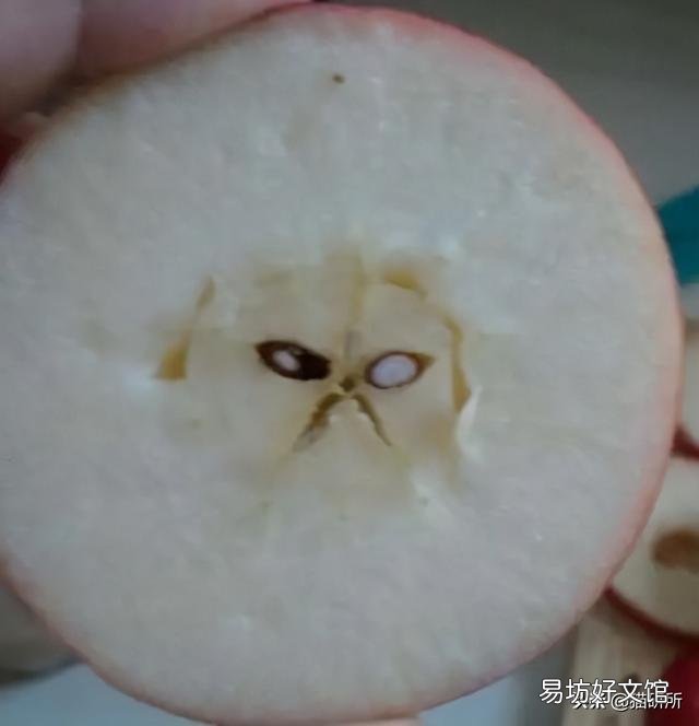 猫咪特别爱吃水果正常吗(猫咪特别喜欢吃水果)