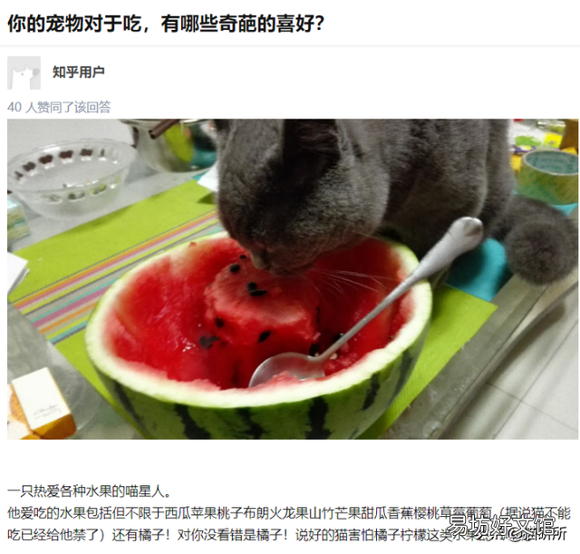 猫咪特别爱吃水果正常吗(猫咪特别喜欢吃水果)