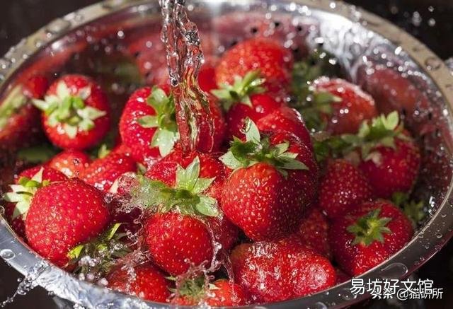 猫咪特别爱吃水果正常吗(猫咪特别喜欢吃水果)