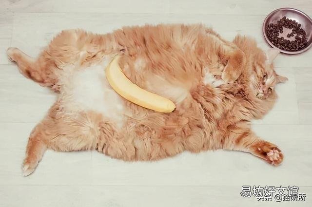 猫咪特别爱吃水果正常吗(猫咪特别喜欢吃水果)
