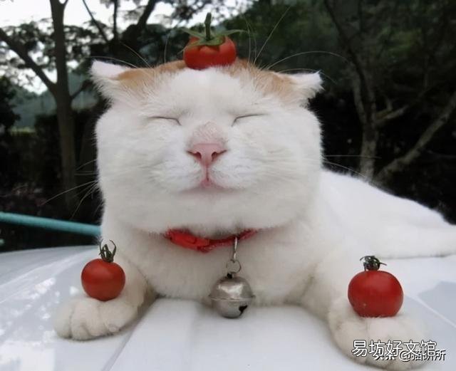 猫咪特别爱吃水果正常吗(猫咪特别喜欢吃水果)