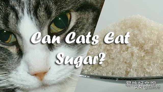 猫咪特别爱吃水果正常吗(猫咪特别喜欢吃水果)