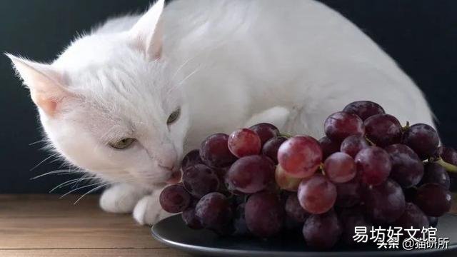 猫咪特别爱吃水果正常吗(猫咪特别喜欢吃水果)