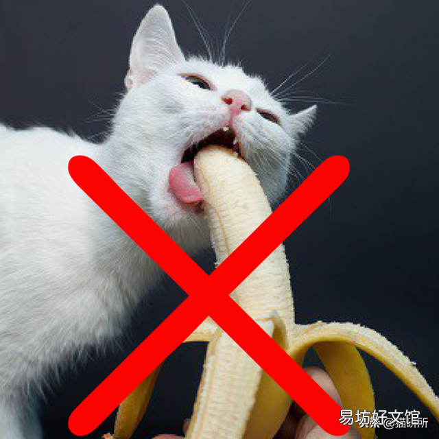 猫咪特别爱吃水果正常吗(猫咪特别喜欢吃水果)
