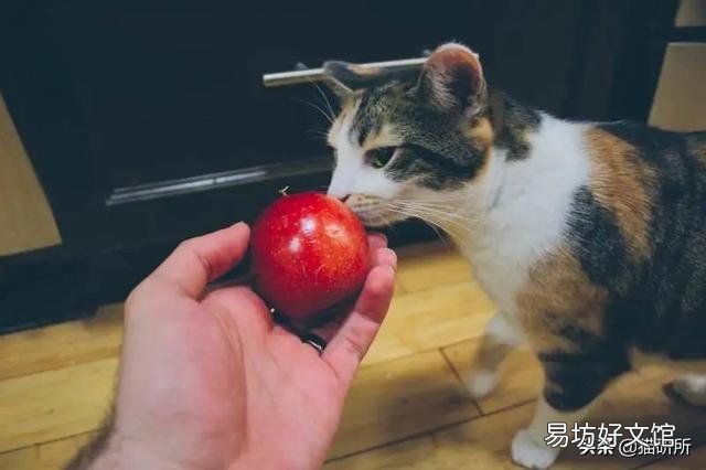 猫咪特别爱吃水果正常吗(猫咪特别喜欢吃水果)