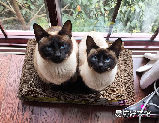 橘猫好还是橘白好(橘猫和橘白猫哪个好)