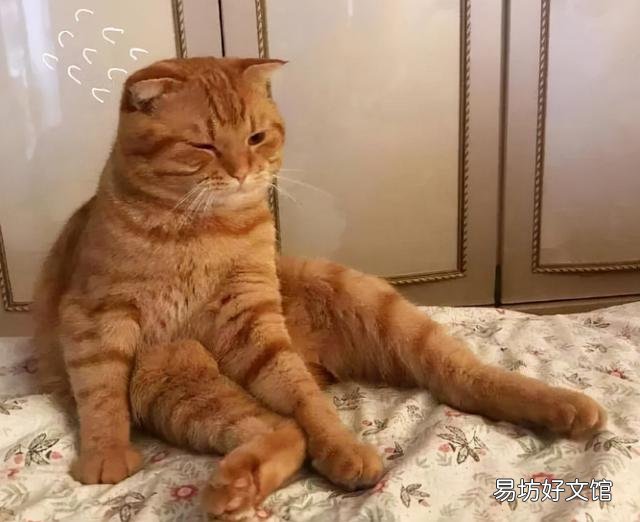 橘猫好还是橘白好(橘猫和橘白猫哪个好)