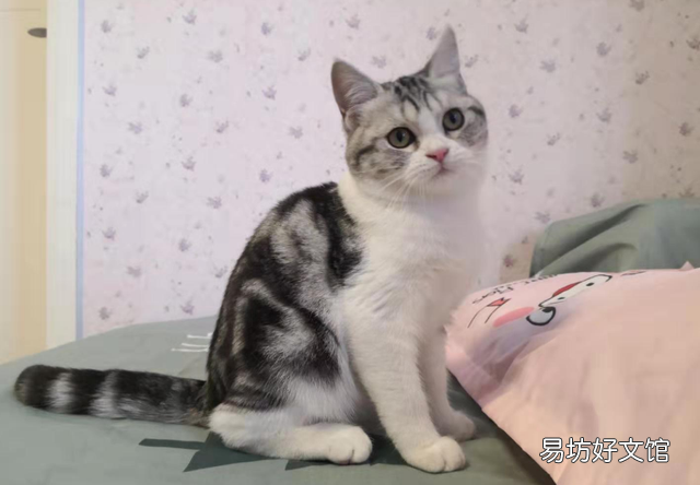 橘猫好还是橘白好(橘猫和橘白猫哪个好)