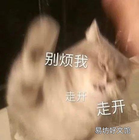 猫咪磨牙期几月到几月(猫咪的磨牙期是几月)