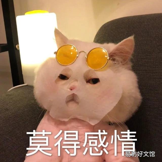 猫咪磨牙期几月到几月(猫咪的磨牙期是几月)