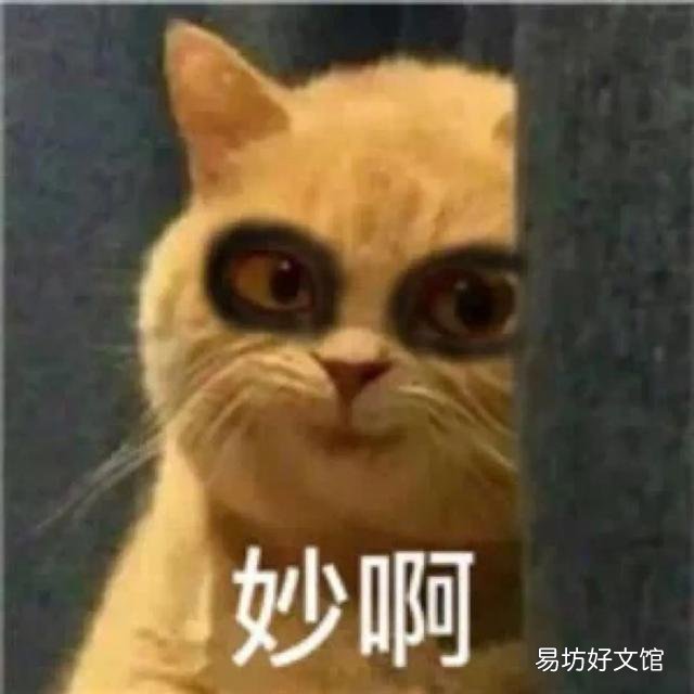 猫咪磨牙期几月到几月(猫咪的磨牙期是几月)