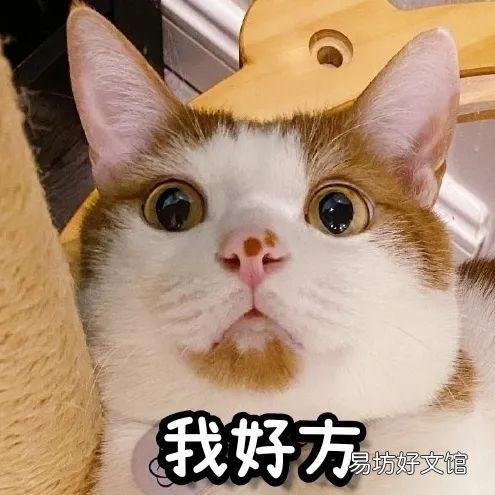 猫咪磨牙期几月到几月(猫咪的磨牙期是几月)