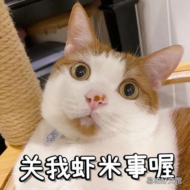 猫咪磨牙期几月到几月(猫咪的磨牙期是几月)