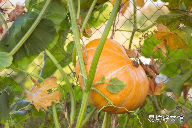 猫咪能吃蒸熟的南瓜吗(猫咪能吃蒸南瓜嘛)