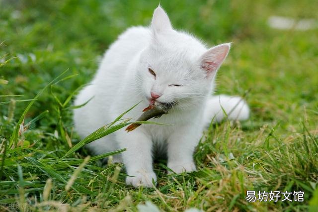 猫咪能吃蒸熟的南瓜吗(猫咪能吃蒸南瓜嘛)