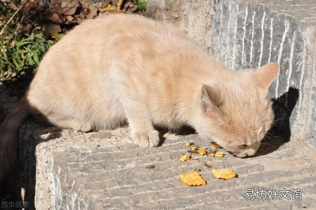 猫咪能吃蒸熟的南瓜吗(猫咪能吃蒸南瓜嘛)