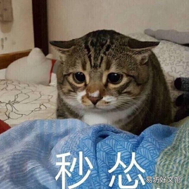 猫可以吃巧克力吗(猫吃一点点巧克力要紧吗)