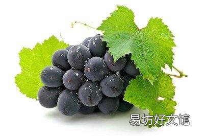 猫可以吃巧克力吗(猫吃一点点巧克力要紧吗)