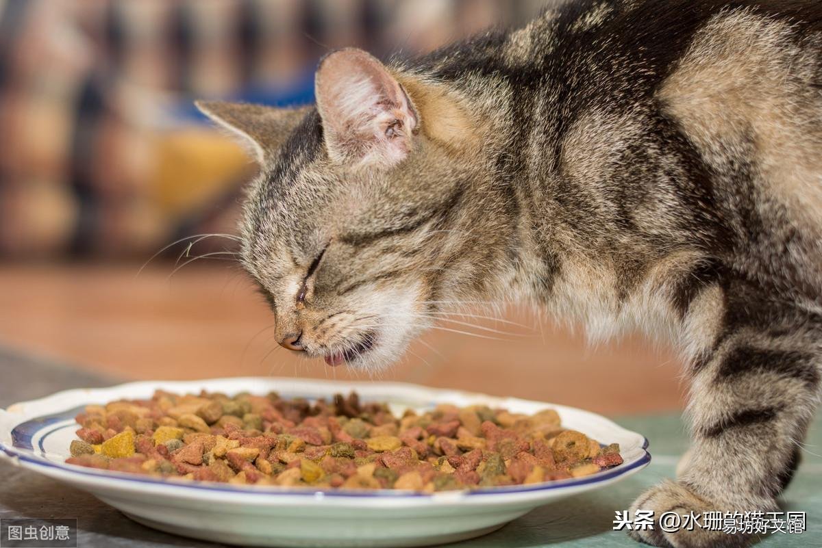 猫咪鼻子为什么发白(猫咪鼻子发白是什么情况)
