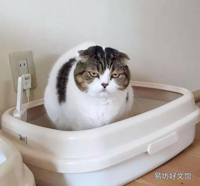 猫怕什么气味一闻就跑(猫闻什么味道就跑)