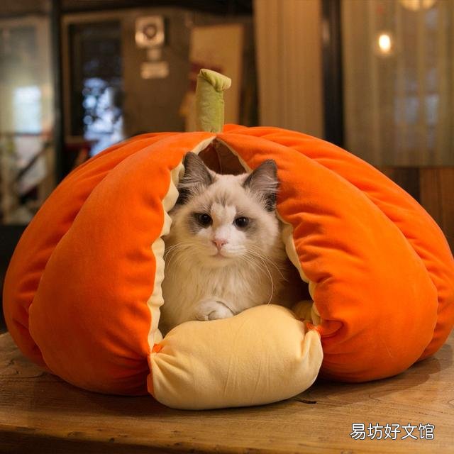 猫咪着凉的症状和表现(猫咪着凉的症状有哪些)