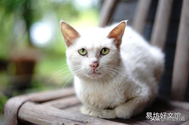 怎么判断猫猫是不是便秘(怎么知道猫是不是便秘)