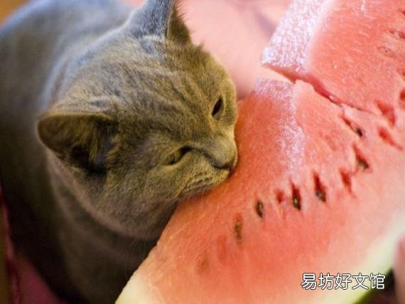 怎么判断猫猫是不是便秘(怎么知道猫是不是便秘)