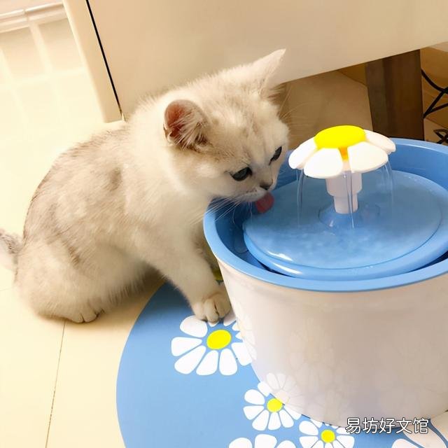 怎么判断猫猫是不是便秘(怎么知道猫是不是便秘)