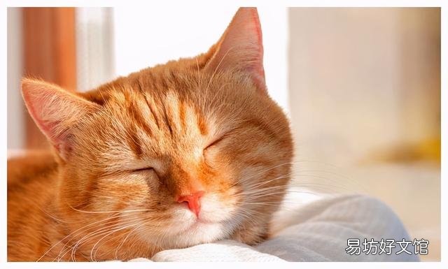 怎么判断猫猫是不是便秘(怎么知道猫是不是便秘)