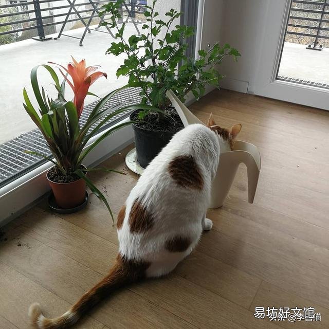 猫咪着凉的症状和表现(猫咪着凉的症状有哪些)