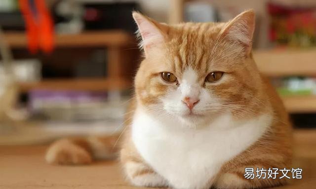 猫咪着凉的症状和表现(猫咪着凉的症状有哪些)