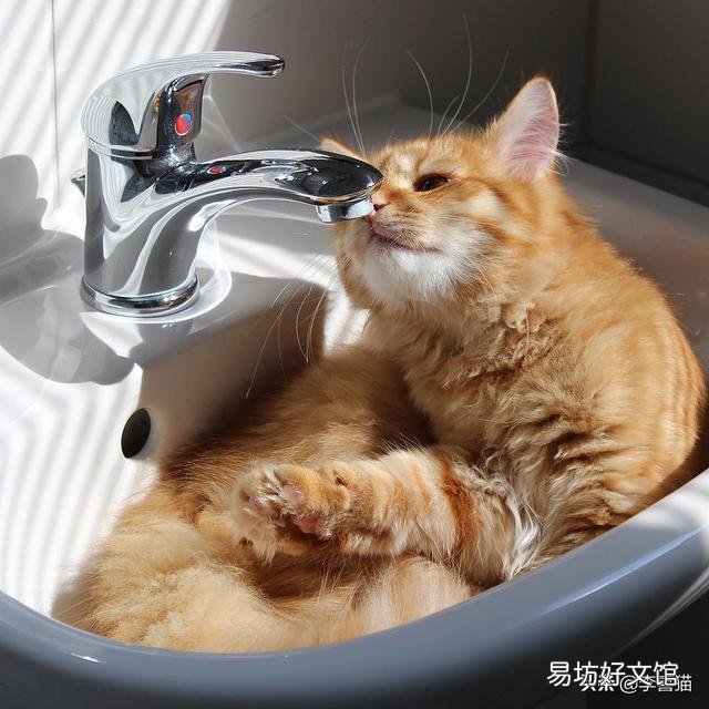 猫咪着凉的症状和表现(猫咪着凉的症状有哪些)
