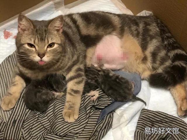 幼猫公母猫怎么区分(怎么区分幼猫的公母)