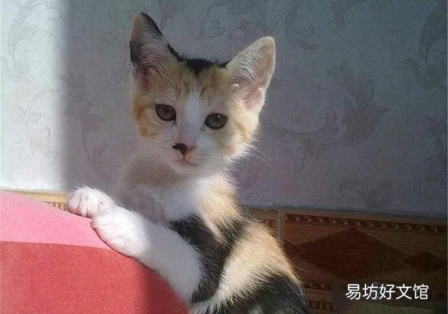 幼猫公母猫怎么区分(怎么区分幼猫的公母)