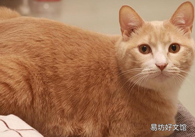 幼猫公母猫怎么区分(怎么区分幼猫的公母)