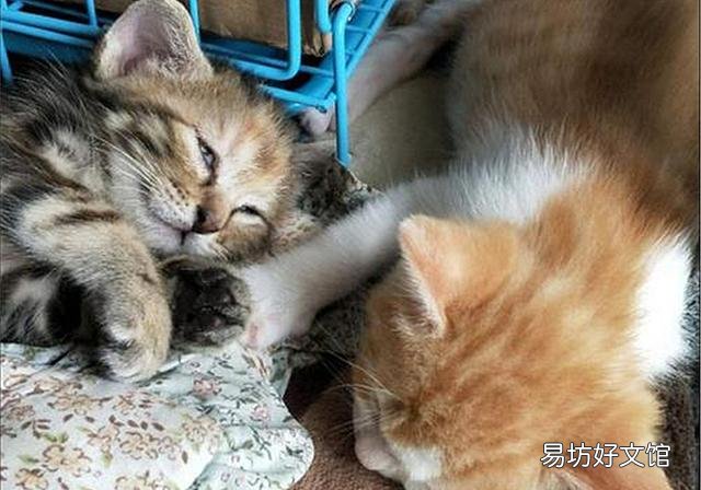 幼猫公母猫怎么区分(怎么区分幼猫的公母)