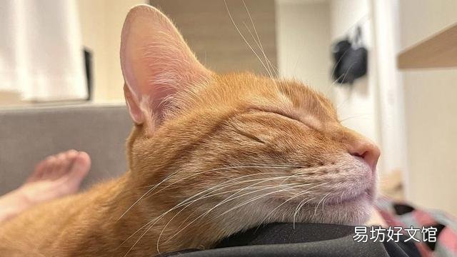 猫咪流眼泪用什么药(猫咪一直流眼泪怎么处理)