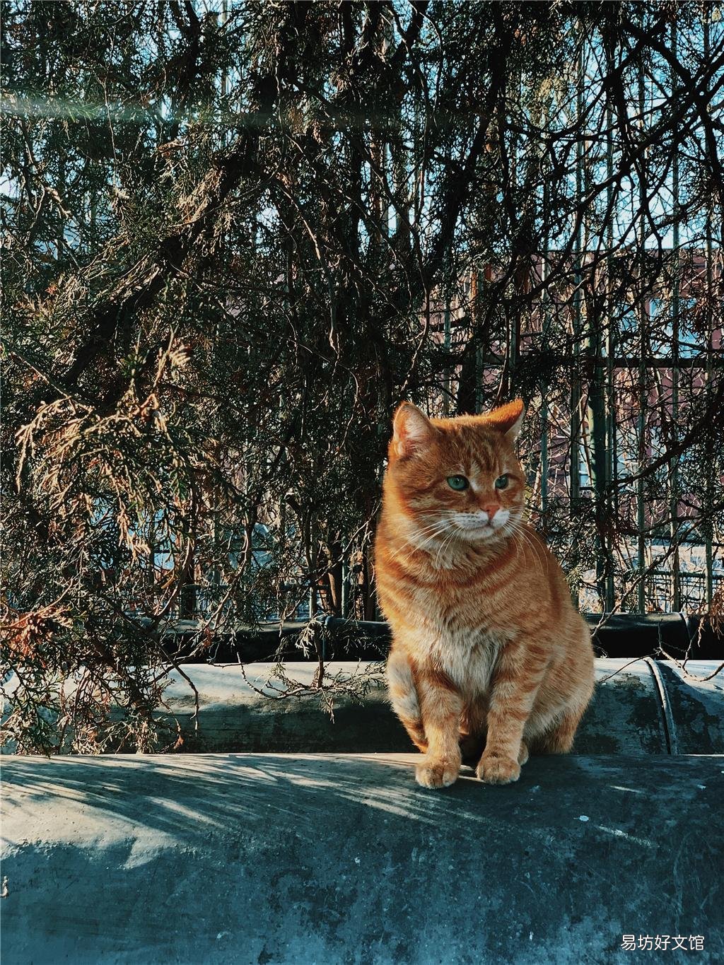 银渐层猫能吃酸奶吗(银渐层猫可以喝酸奶吗)