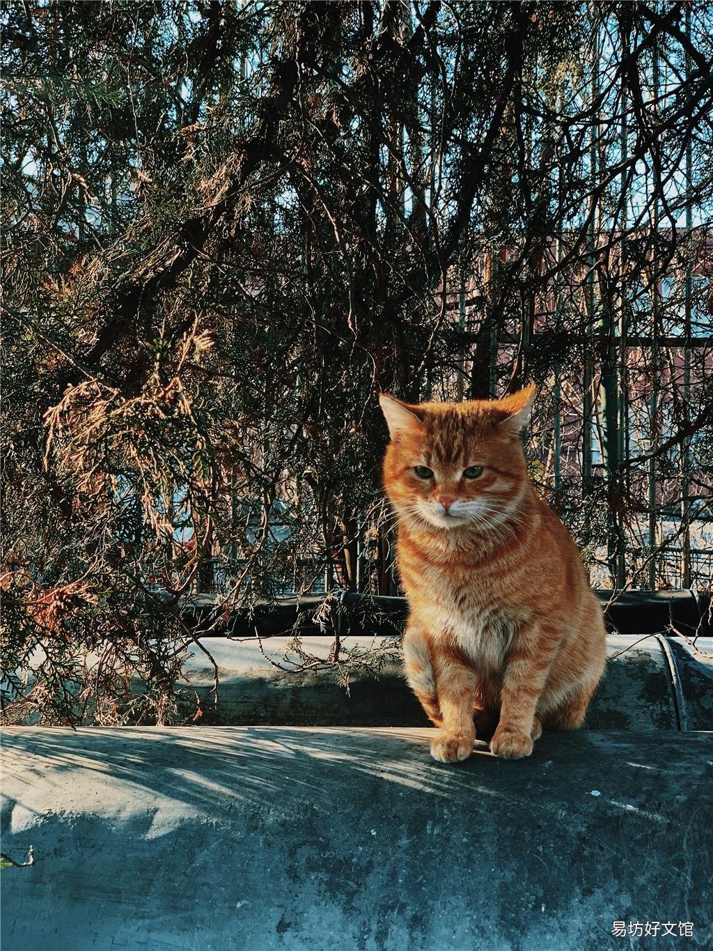 银渐层猫能吃酸奶吗(银渐层猫可以喝酸奶吗)