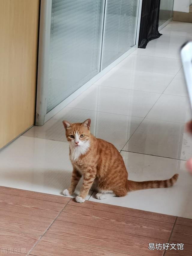猫咪精神很好但是不吃饭怎么办(猫咪精神好就是不吃饭怎么办)