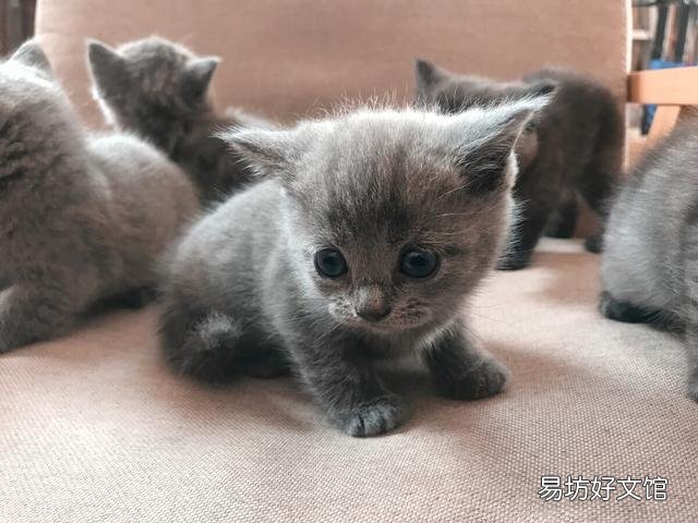 猫咪精神很好但是不吃饭怎么办(猫咪精神好就是不吃饭怎么办)