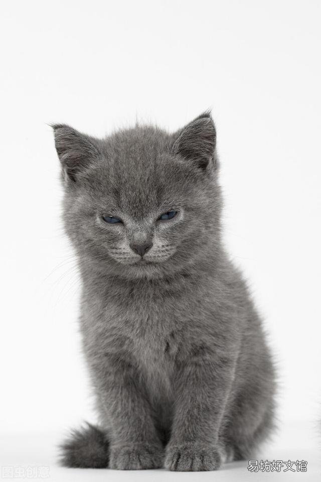 猫咪精神很好但是不吃饭怎么办(猫咪精神好就是不吃饭怎么办)