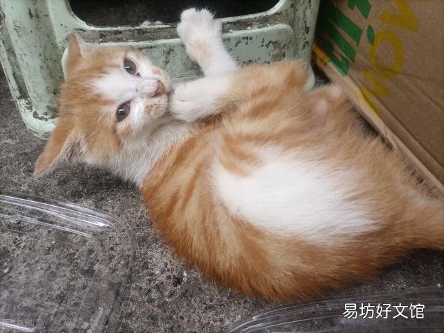 猫咪精神很好但是不吃饭怎么办(猫咪精神好就是不吃饭怎么办)