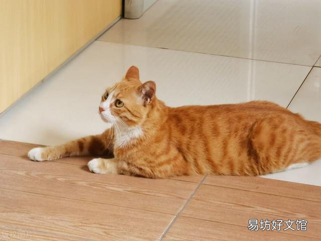 猫咪精神很好但是不吃饭怎么办(猫咪精神好就是不吃饭怎么办)