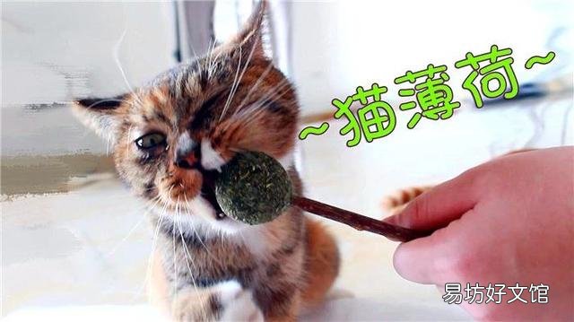 貓薄荷對貓有危害么(貓薄荷對貓有沒有危害)