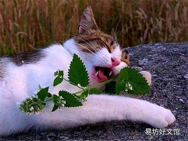 貓薄荷對貓有危害么(貓薄荷對貓有沒有危害)