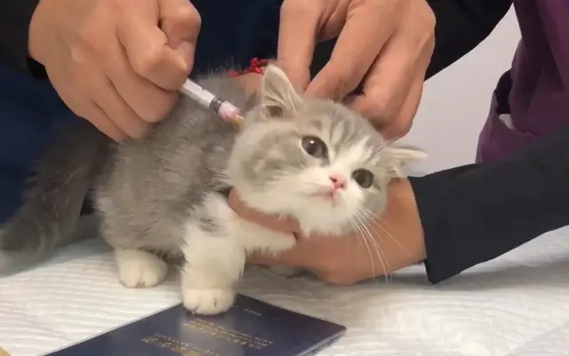 猫鼻支用什么药最有效(猫鼻支用什么药物治疗)