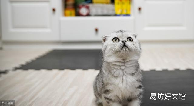 猫鼻支用什么药最有效(猫鼻支用什么药物治疗)