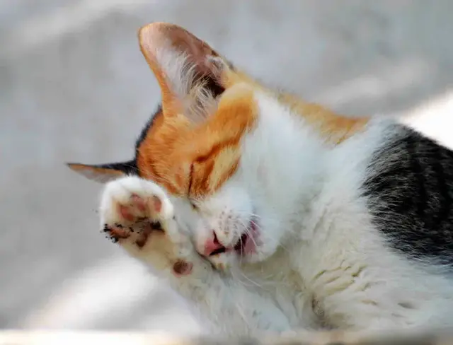 猫鼻支用什么药最有效(猫鼻支用什么药物治疗)